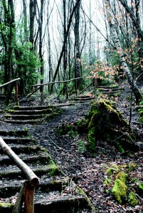 Stairs Emergence Nature Pixabay